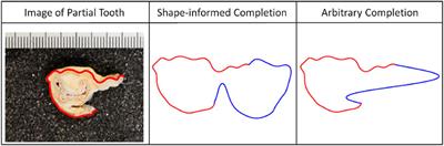 Shape-Based Classification of Partially Observed Curves, With Applications to Anthropology
